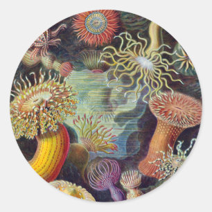 Sea Anemone Scientific Nature Ocean Classic Round Sticker