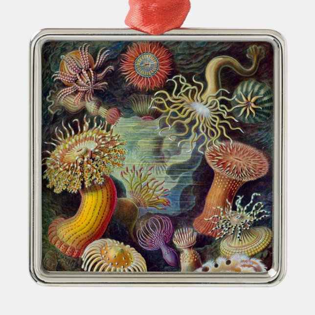 Sea Anemone Scientific Nature Ocean Metal Ornament (Front)