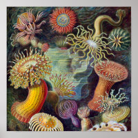 Sea Anemone Scientific Nature Ocean