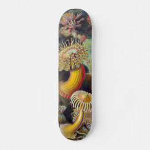 Sea Anemone Scientific Nature Ocean Skateboard