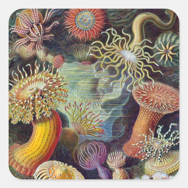 Sea Anemone Scientific Nature Ocean Square Sticker (Front)
