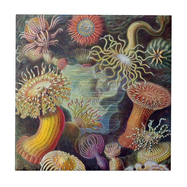 Sea Anemone Scientific Nature Ocean Tile (Front)
