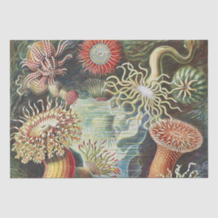 Sea Anemone Scientific Nature Ocean Tissue Paper