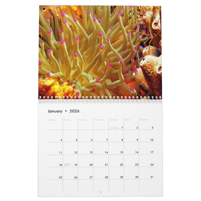 Sea Anemone Wall Calendar (Jan 2026)