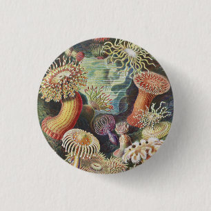 Sea Anemones, Actiniae Seeanemonen Ernst Haeckel 1 Inch Round Button