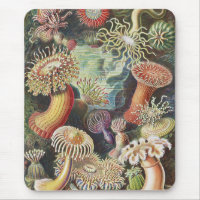 Sea Anemones, Actiniae Seeanemonen Ernst Haeckel