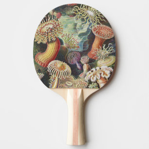 Sea Anemones, Actiniae Seeanemonen Ernst Haeckel Ping Pong Paddle