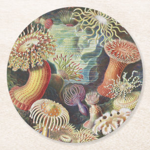 Sea Anemones, Actiniae Seeanemonen Ernst Haeckel Round Paper Coaster