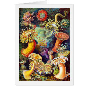 Sea Anemones Ernst Haeckel Art