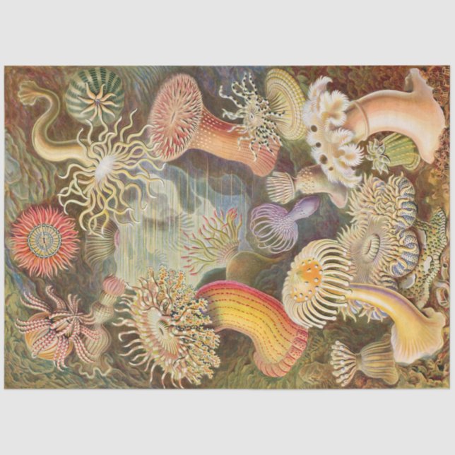 Sea Anemones Ernst Haeckel  Decoupage Tissue Paper (Front)