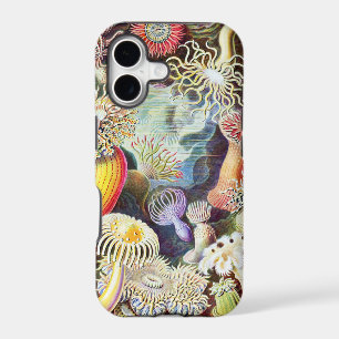 Sea anemones illustration by Ernst Haeckel