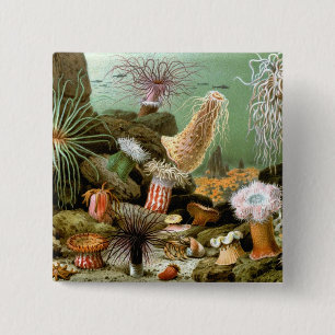 Sea Anemones Marine Life, Vintage Ocean Animals 2 Inch Square Button