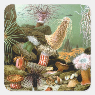Sea Anemones Marine Life, Vintage Ocean Animals Square Sticker