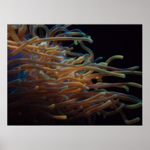 Sea anemones poster