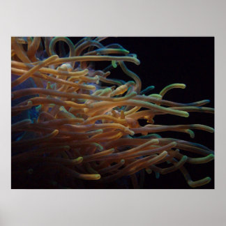 Sea anemones poster