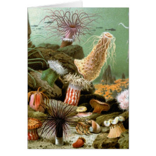 Sea Anemones, Vintage Marine Life Ocean Animals