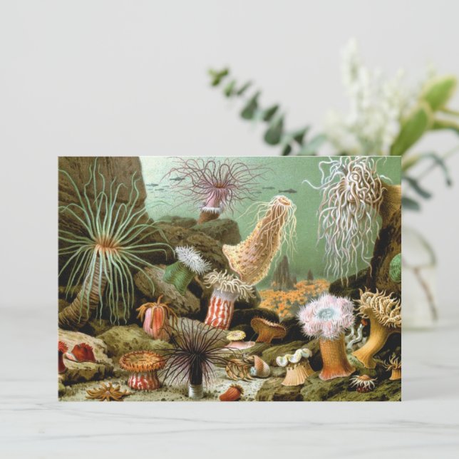 Sea Anemones, Vintage Marine Life Ocean Animals (Standing Front)