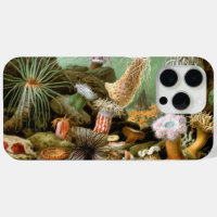 Sea Anemones, Vintage Marine Life Ocean Animals