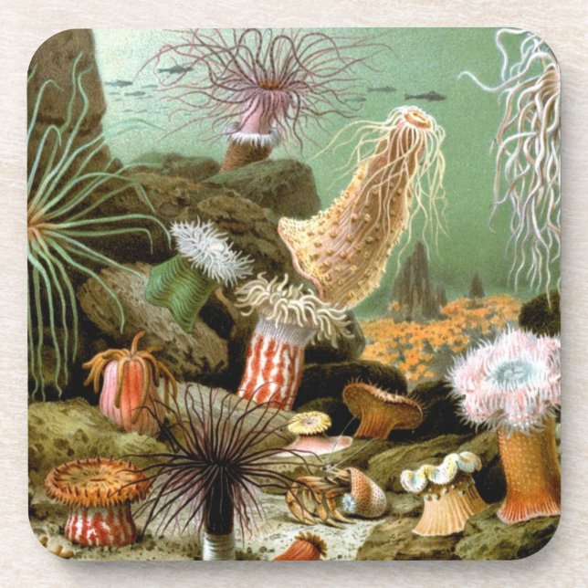 Sea Anemones, Vintage Marine Life Ocean Animals Coaster (Front)