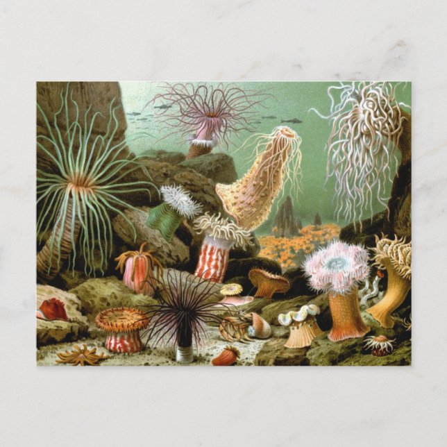 Sea Anemones, Vintage Marine Life Ocean Animals Postcard (Front)