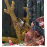 Sea Animals