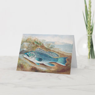 Sea Bass by S.A. Kilbourne, Vintage Fish Card