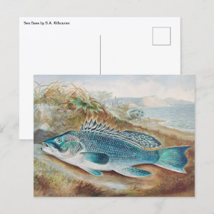 Sea Bass by S.A. Kilbourne, Vintage Fish Postcard