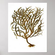 Sea Coral no. 11 Beach Decor Art Print
