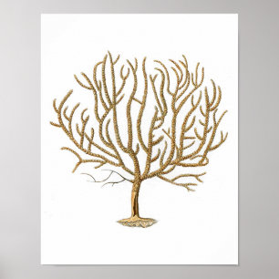 Sea Coral No.4 Antique Natural History Print