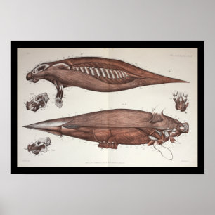 Sea Cow Manatee Marine Biology Anatomy Print