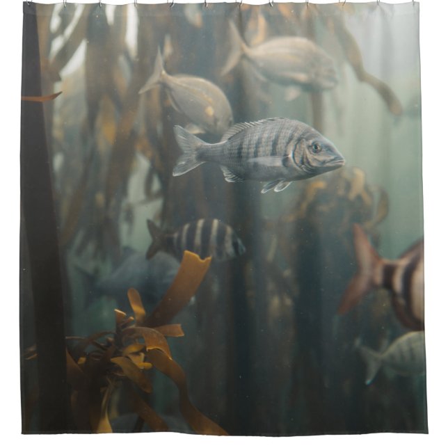 Sea Creatures (Front)