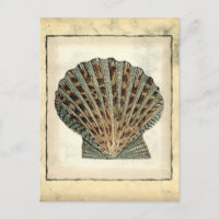 Sea Creatures by the Shore