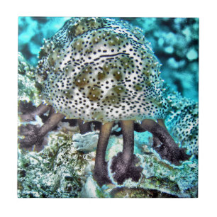 Sea Cucumber.jpg Tile
