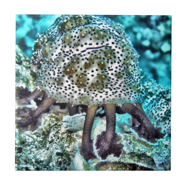 Sea Cucumber.jpg Tile (Front)
