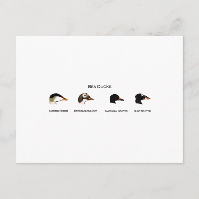 Sea Ducks Logo (titled) Postcard (Front)