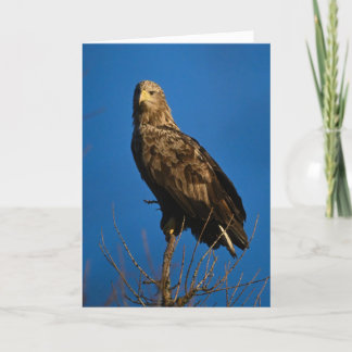 Sea Eagle in Scotland Card
