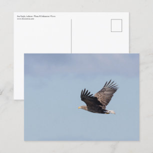 Sea Eagle Wildlife Photo Postcard