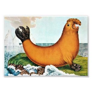 Sea Elephant Illustration (Zotl) Photo Print