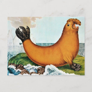 Sea Elephant Illustration (Zotl) Postcard