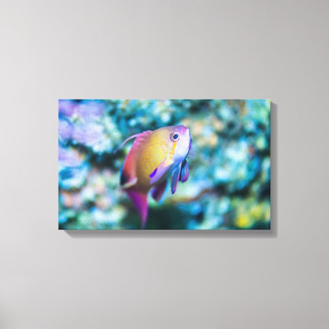 Sea goldie canvas print (Front)