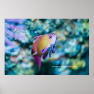 Sea goldie, colourful cute fish poster