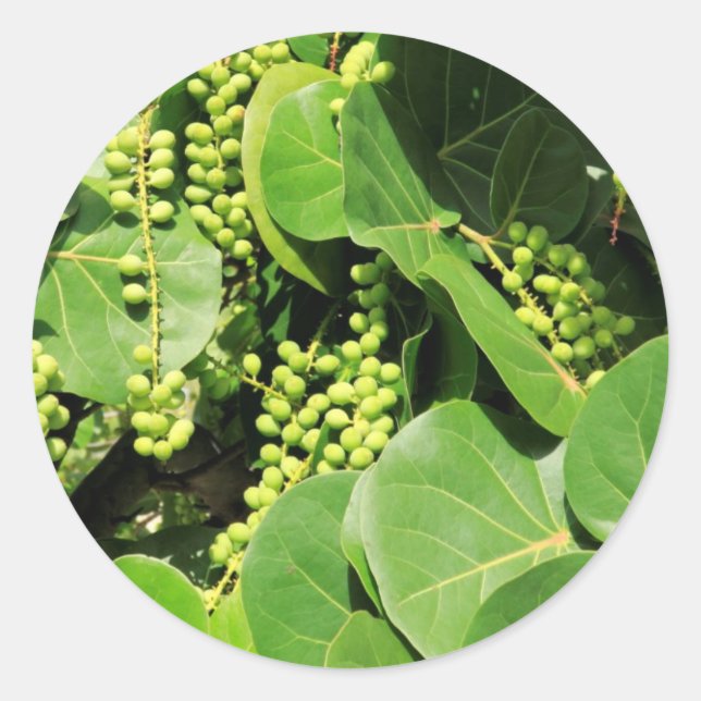Sea Grape Leaves and Berries Classic Round Sticker (Front)