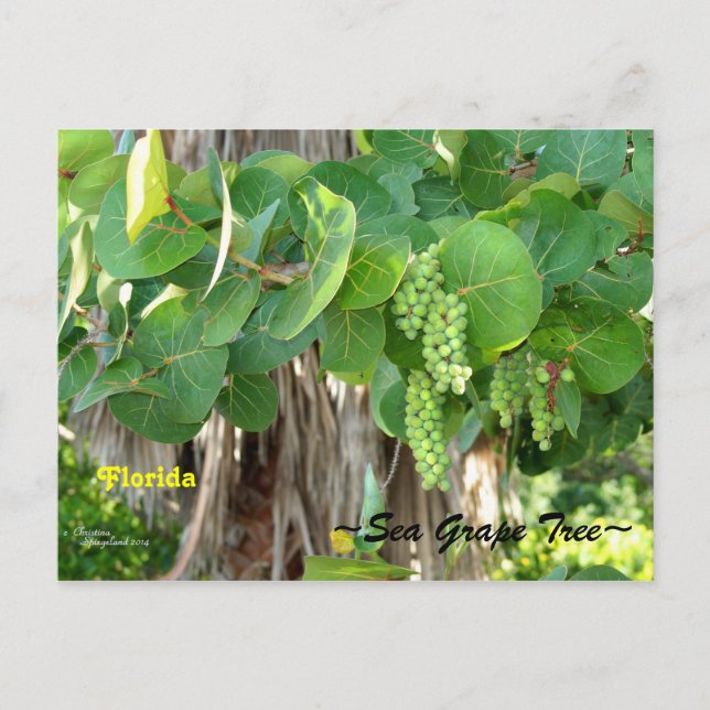 Sea Grapes Tree Bush Florida Postcard (Front)