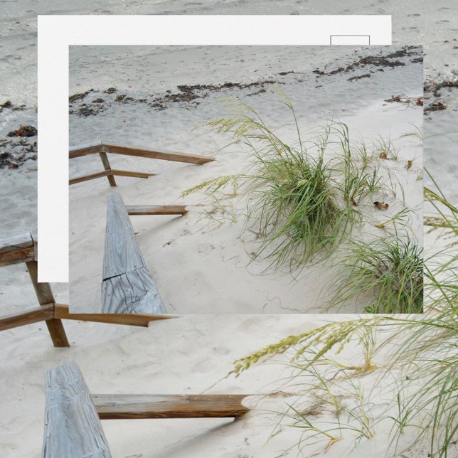 Sea Grass and  White Sand Dune Beach Photographic Postcard (Creator Uploaded)