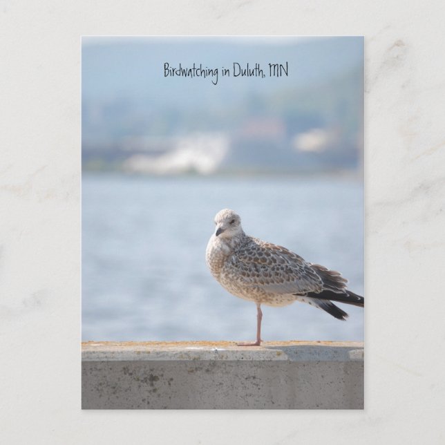 Sea Gull2, Birdwatching in Duluth, MN Postcard (Front)