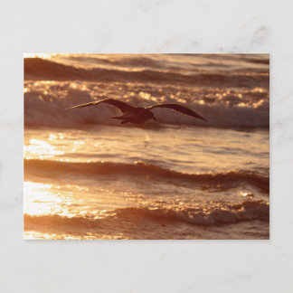 Sea gull gliding along the beach postcard