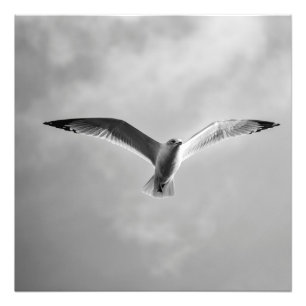 Sea gull in flight against a sky  photo print