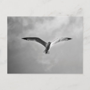 Sea gull in flight soring high postcard