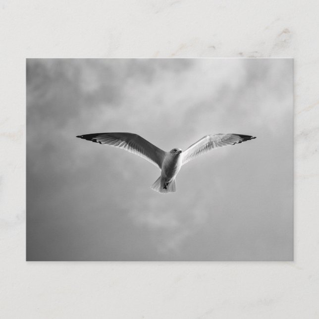 Sea gull in flight soring high postcard (Front)