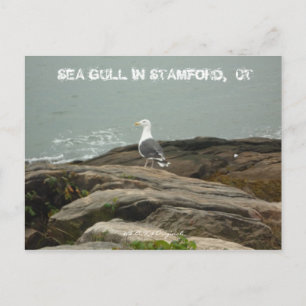 SEA GULL IN STAMFORD,  CT, $B.A.K.$ ... POSTCARD